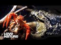 Alligator Snapping Turtle Lures Crayfish Into Deadly Trap | Love Nature