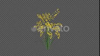 Yellow Flower | Motion Graphics - Envato elements