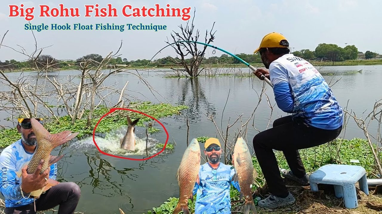Big Rohu Fishes Catching In River | Fisherman Catching Fish in Village Canal | Fishing Video