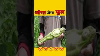 य फल औरत जस दखत ह