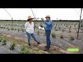 Emprendimiento de cultivo de frambuesa de Eva Gisela en Ahuisculco Jalisco