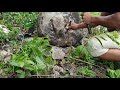 Yamashita Treasure/ Marking na bato/ biniyak another stone inside