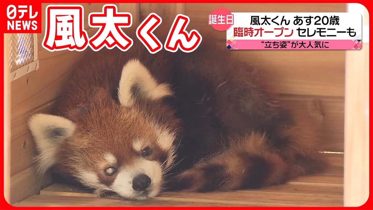 【「風太くん」5日に20歳 】今もなお動物園のスター…16年間追うファンも
