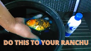 WHY USE METHYLENE BLUE ON RANCHUS? TIPS AND GUIDES YOU SHOULD KNOW