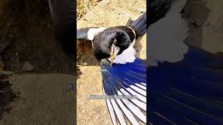 जस चडय क बचय उसन जन बचकर करज चकय