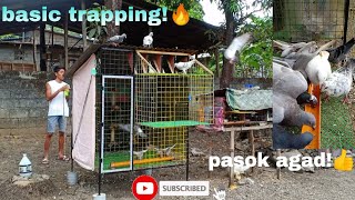 BASIC TRAPPING SA MGA WARRIORS🔥#trapdoor #pigeons #kalapatids #flyers