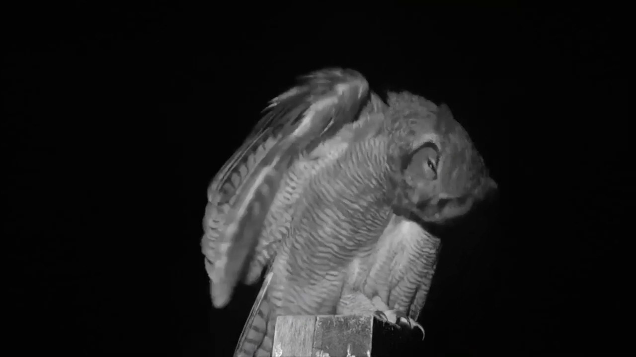 Preen Queen—Great Horned Owl (1-21-19, Charlo Montana Osprey Nest).