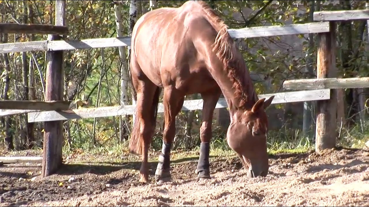 Hilarius Hiiri ja hevosten elämää (osa 4/4)