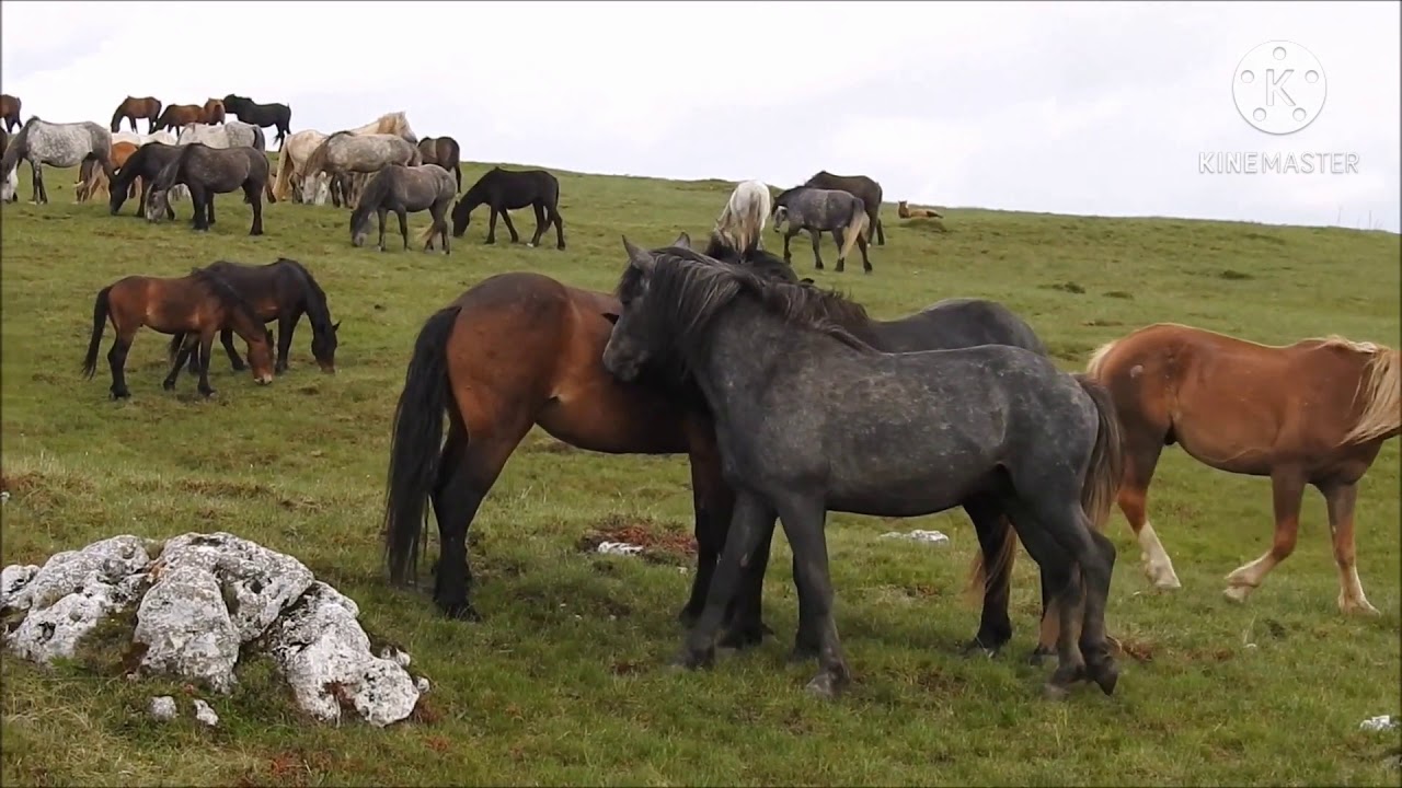 Картинка асп точики