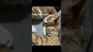 Watch me grow with my orange bro😻🧡 #cat  #orangecat #catvideos