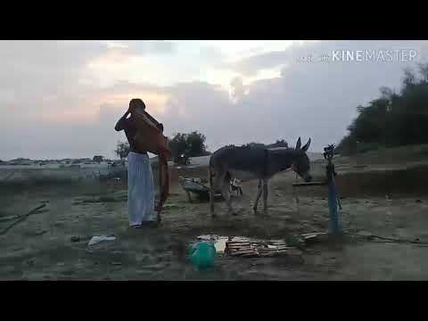 Super murrah donkey meeting male female new video