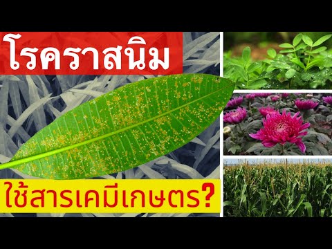 วีดีโอ: โรคขึ้นสนิมของข้าวสาลี - เคล็ดลับในการกำจัดสนิมในต้นข้าวสาลี