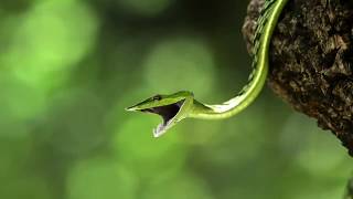 Secrets of the Rainforest's Canopy