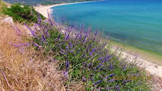 Vitex Agnus Castus Chaste Tree Chasteberry Abrahams Balm Monks Pepper By Theo Fotiadis
