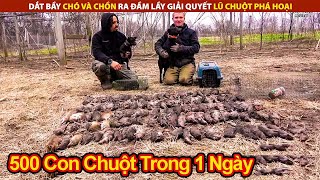 Dắt Bầy Chó Và Chồn Ra Đầm Lầy Giải Quyết Lũ Chuột Phá Hoại | Review Giải Trí Đời Sống