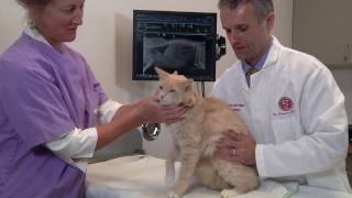 Chronic Pain in Companion Animals