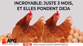 INCROYABLE ! JUSTE 3 MOIS ET LES POULES GOLIATH PONDENT DEJÀ.