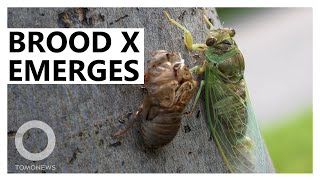 Brood X: ‘Trillions’ of Cicadas to Emerge After 17 Years