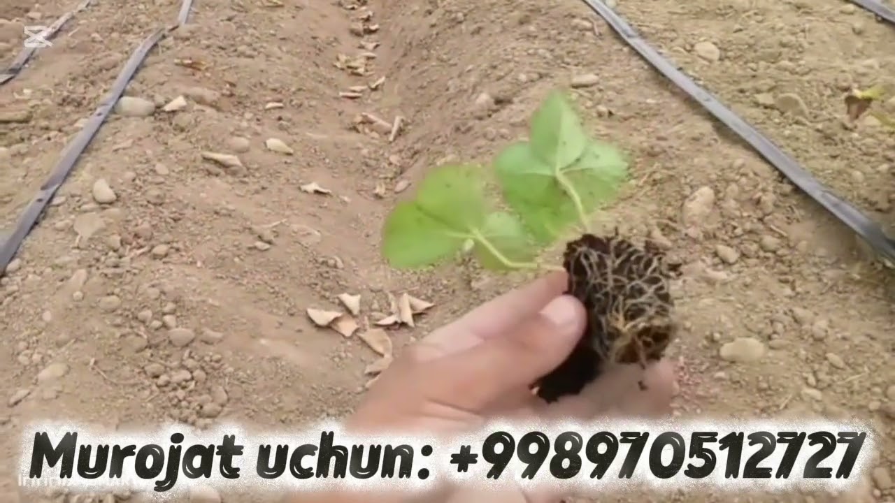 qulupnay KO'CHAT boycha ITALYANISKI AZYA SORTI KILERY kareyiskiy sulhyang sordi tel 970512727