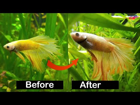 Betta Fish Fins Recovery And Regrow 