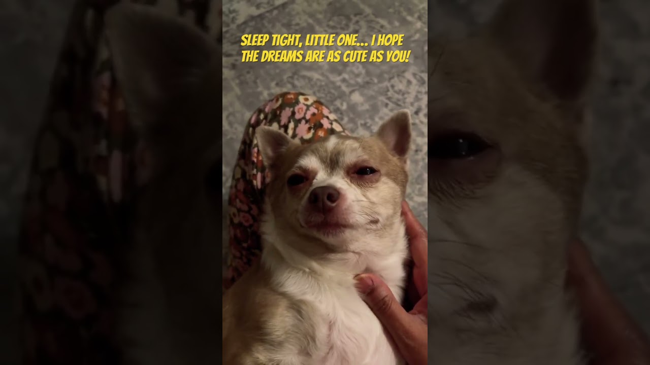 Rocking my tiny chihuahua to sleep 💤 