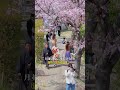 🌸京都隱藏的櫻花勝地!伏見十石舟#日本 #京都