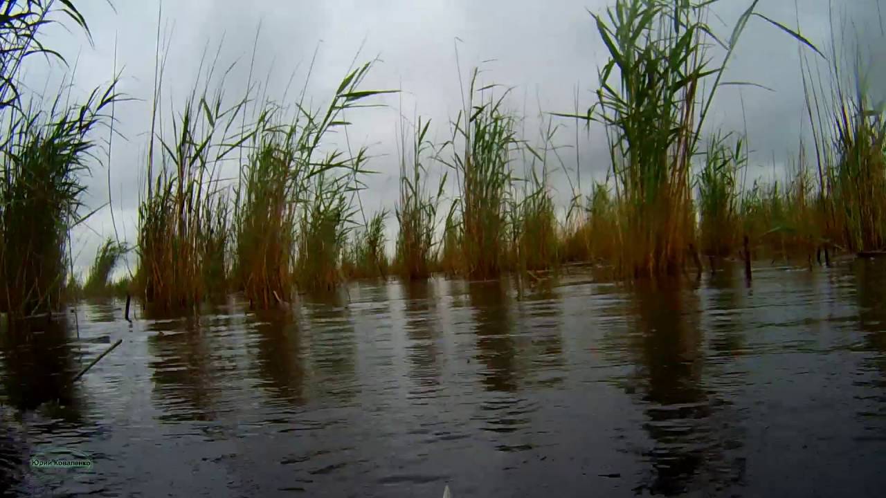 Подводная охота. Сазан по мутной воде.