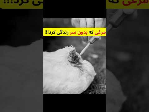مرغی که هجده ماه بدون سر زنده ماند 
