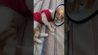 #mycat #catlovers