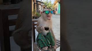 Monyet Lucu Ngasih Nasehat