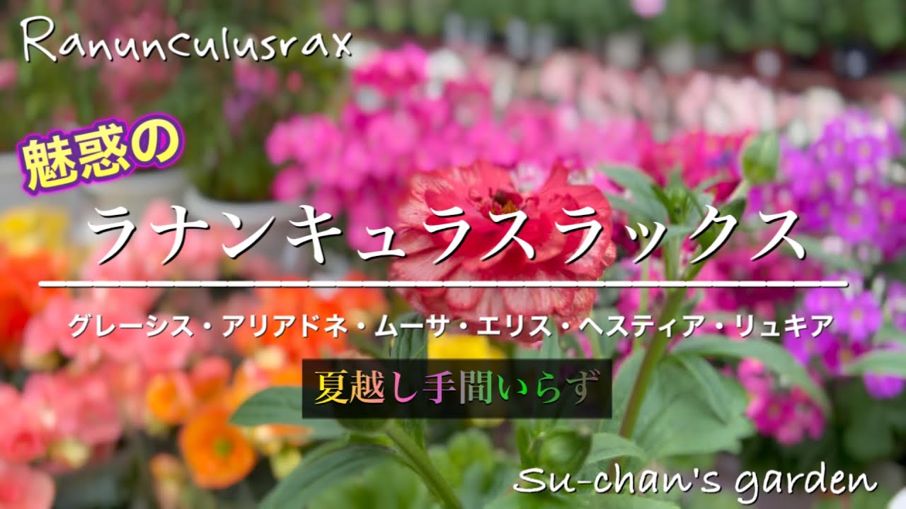 🪴魅惑のラナンキュラスラックス│夏越し手間いらず│ラックスシリーズ購入紹介│管理方法│ダーククレオパトラまもなく開花(ｸﾘｽﾏｽﾛｰｽﾞ)│お気に入りのマグネシアポット(ウエディングドレスの様な鉢)