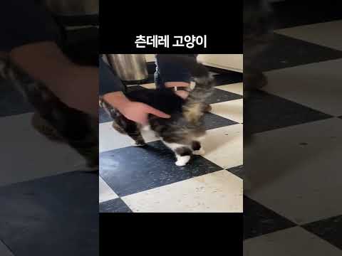 알수없는 고양이 세계