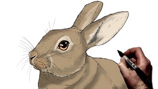 How To Draw A Rabbit | Step By Step