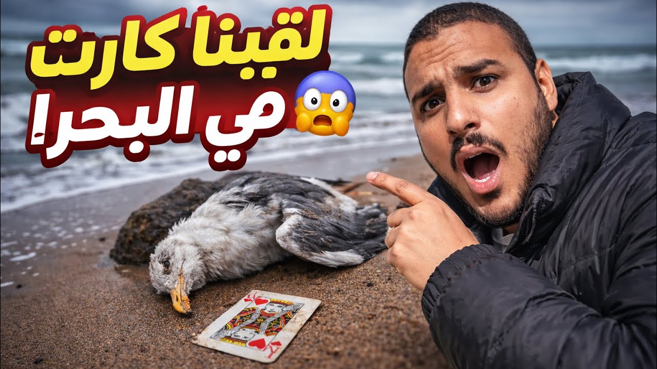 صدمة في البحر! نفوق طيور النورس 🥲