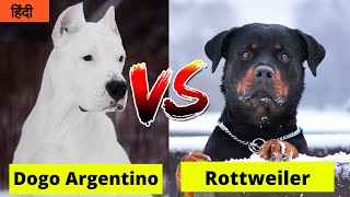 Dogo Argentino Vs Rottweiler in Hindi | Dog VS Dog | PET INFO | Which One is Best For You as Pet?