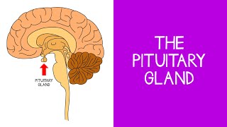 5.3 Endocrine: The Pituitary Gland