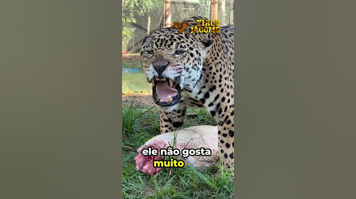 Esse foi o cafe da manhã do Xavante hoje!Autorização de Manejo SEMAD N. 513252