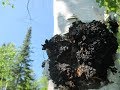 Chaga Récolte Et Préparation 2 0 Chaga Récolte Et Préparation 2 0