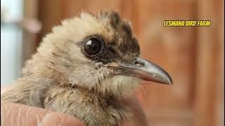 2 reasons why I prefer to buy young forest trucukan ombyokan