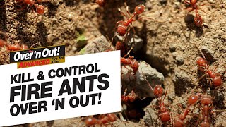 Nobody likes fire ants, especially painful ant bites. killing ants is
easy with over's out! advanced. ready-to-use over???n advanced ki...