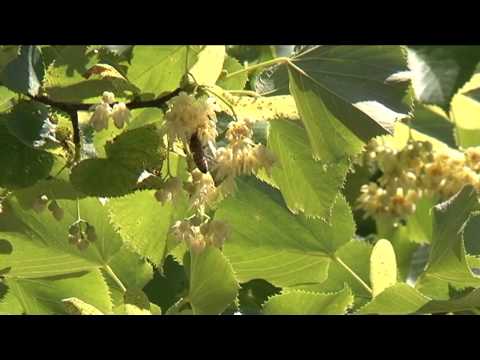 Video: Tiglio: fioritura e caratteristiche dell'albero del miele