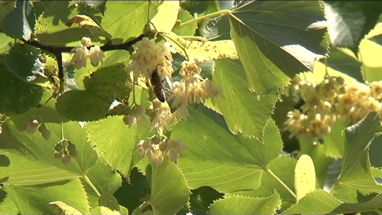 Il miele di tiglio e le sue proprietà