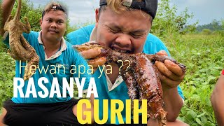 Mukbang hewan yang satu ini memang gurih ( Javan Mongoose ) atau garangan
