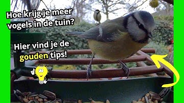 Hoe krijg ik meer vogels in de tuin? 👀 Onze tips!