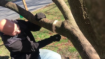 Japanese Maple Air layering