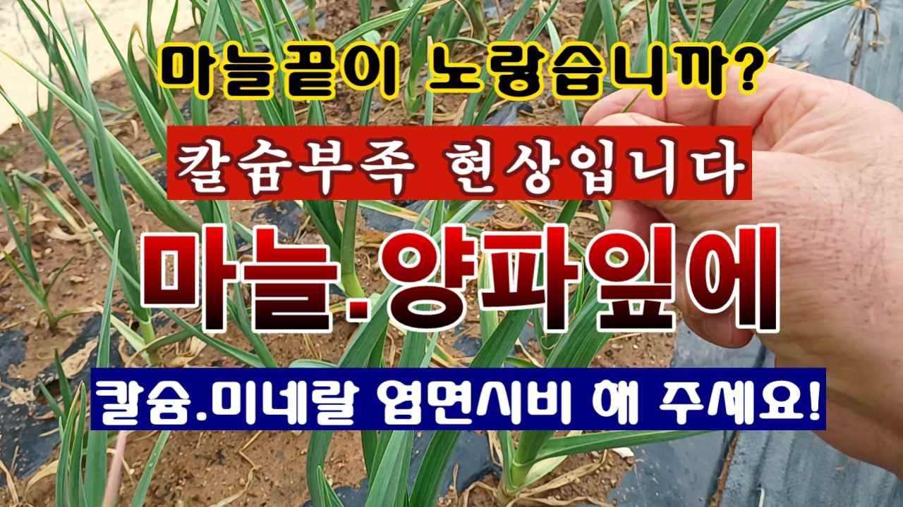 [텃밭농부 2,161]  마늘의 끝이 마를 때. 칼슘과 미네랄을 엽면시비 해 주세요! #마늘재배 #양파재배