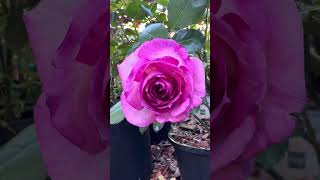 Thierry Marx rose