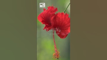سورة النور الآية 19 القارئ الشيخ ماهر المعيقلي #ماهر_المعيقلي