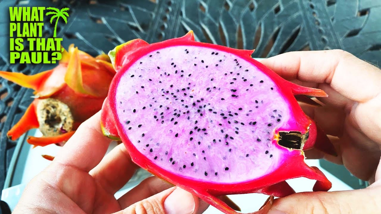 LaVerne Pink Dragon Fruit STARTER | Tasty Dragons