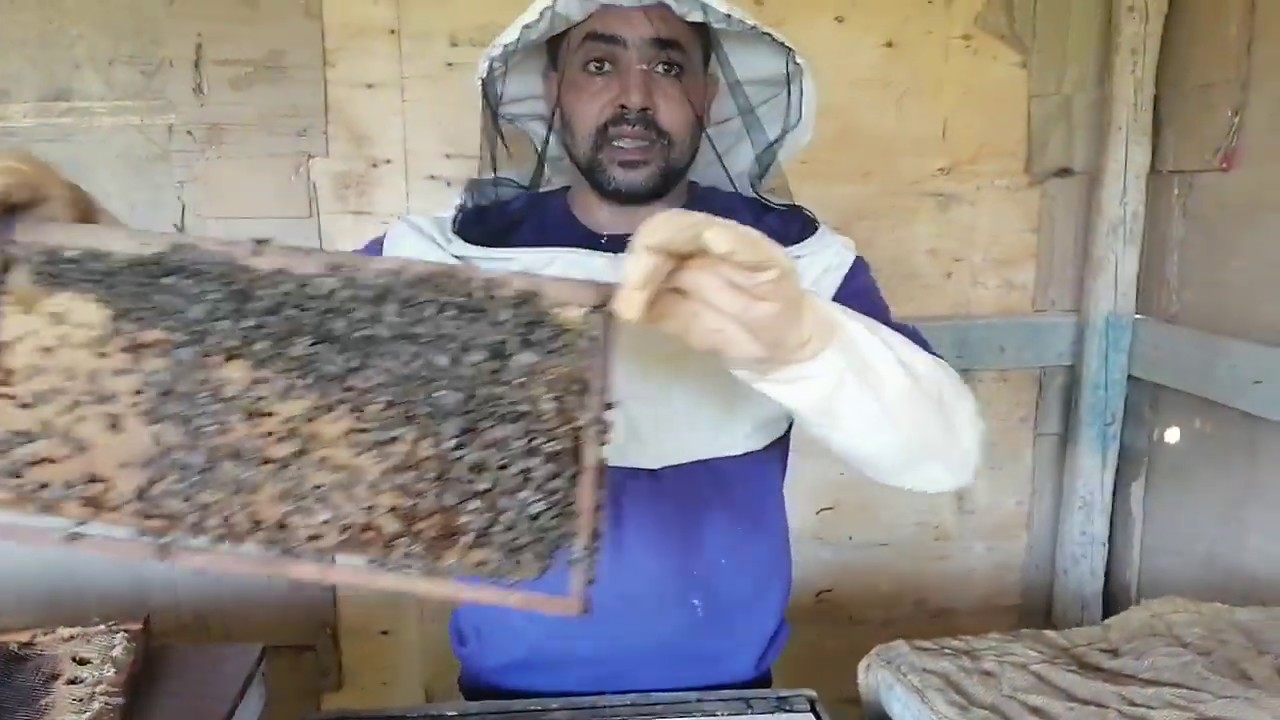 عملية التقسيم لعزراء بعد الخروج من البيت الملكي على النظام